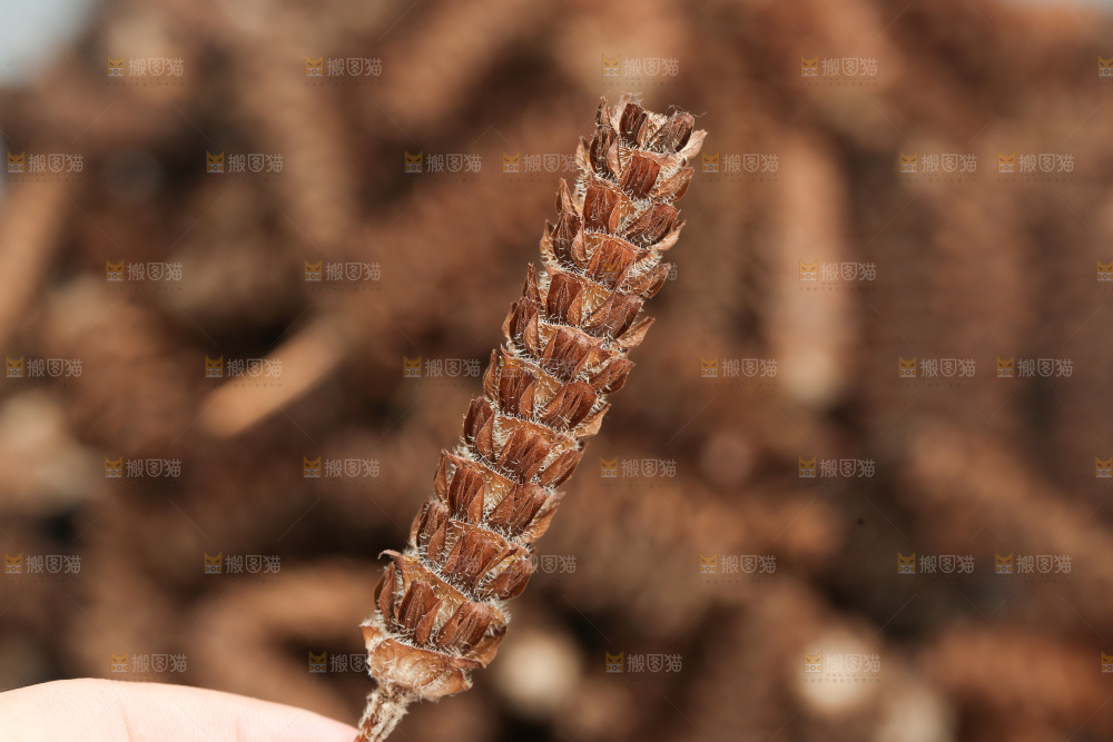 夏枯草