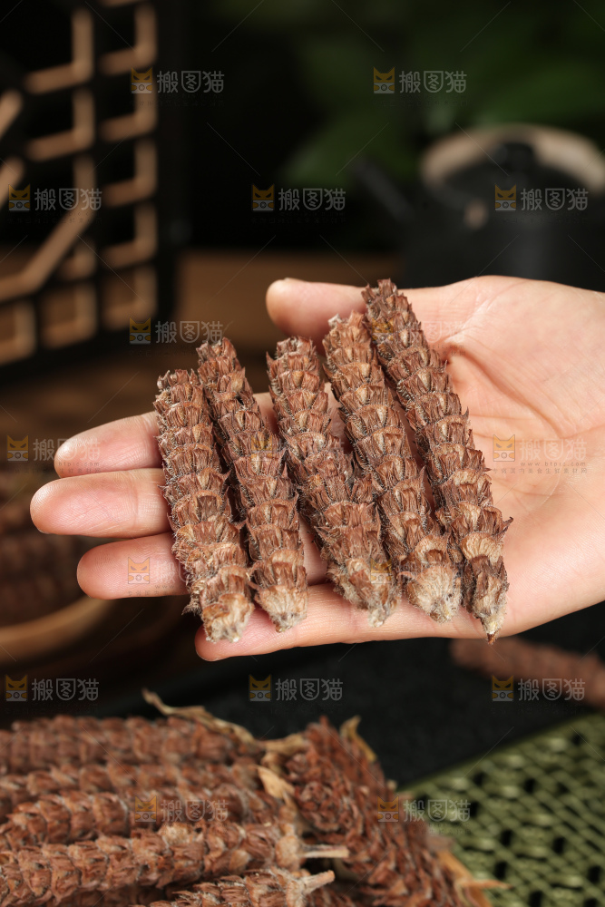 夏枯草