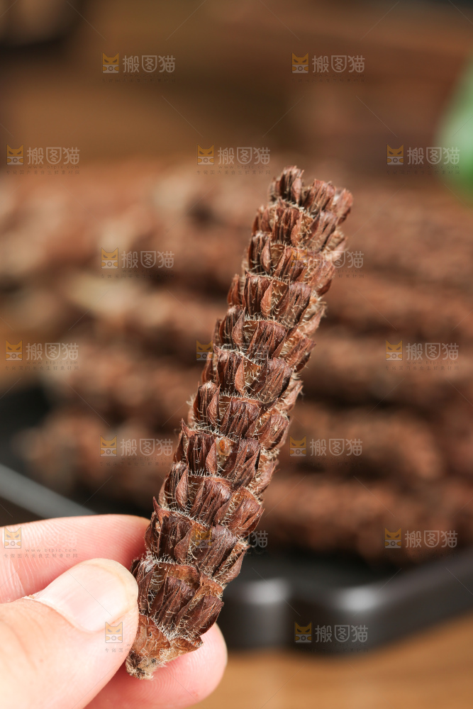 夏枯草