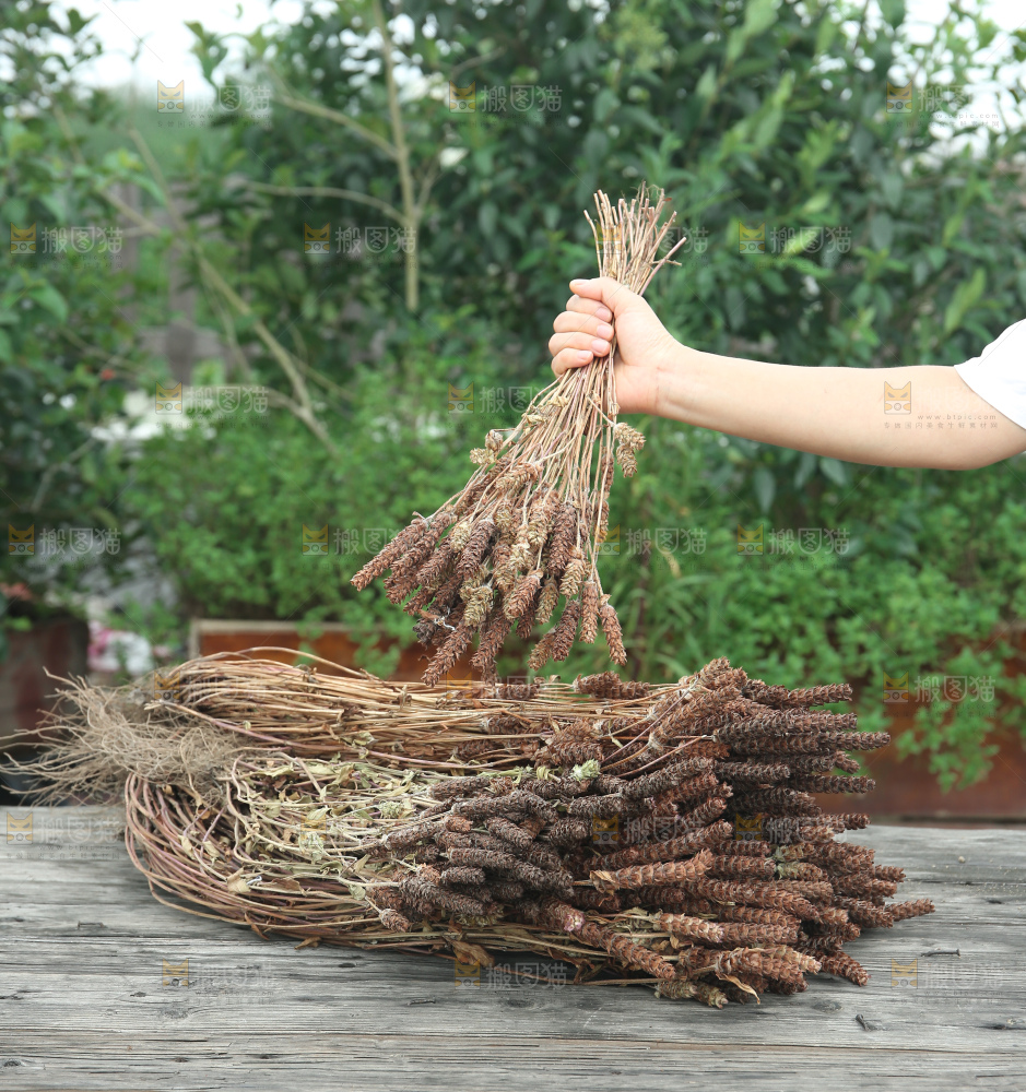 夏枯草