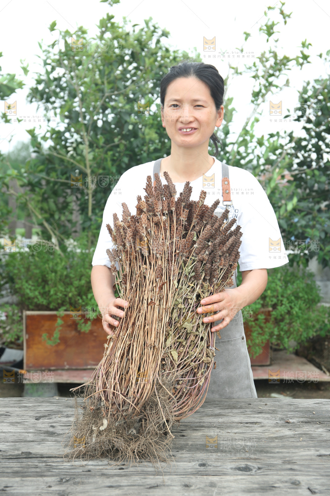 夏枯草