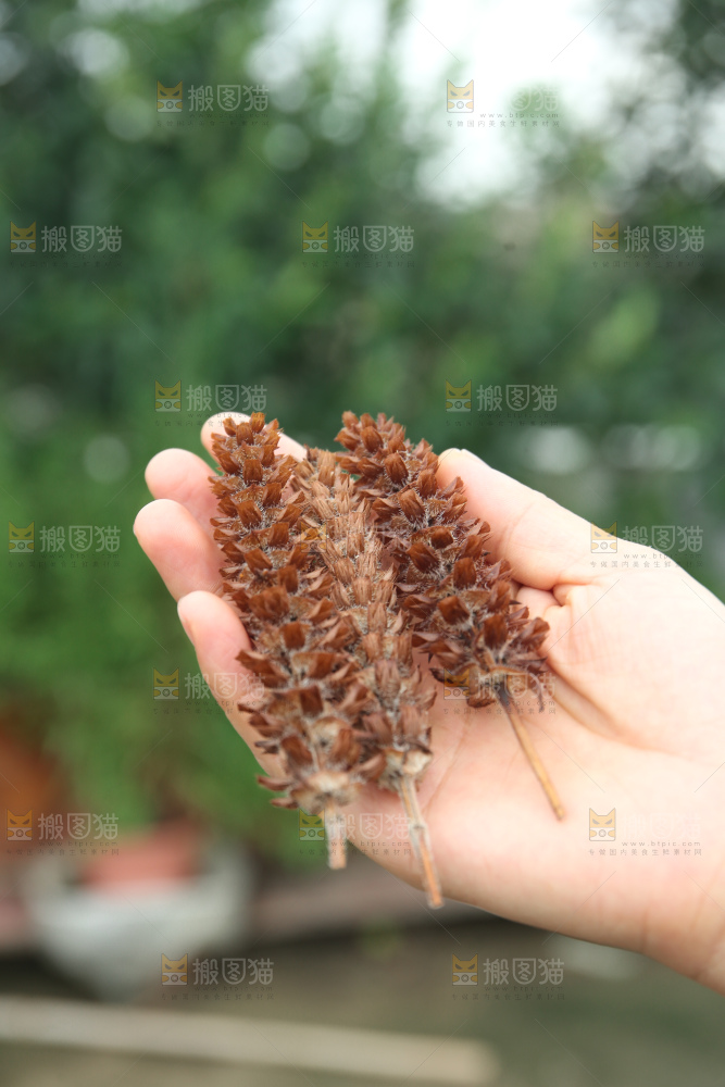 夏枯草