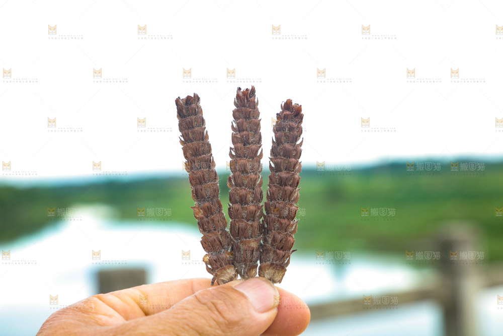 夏枯草