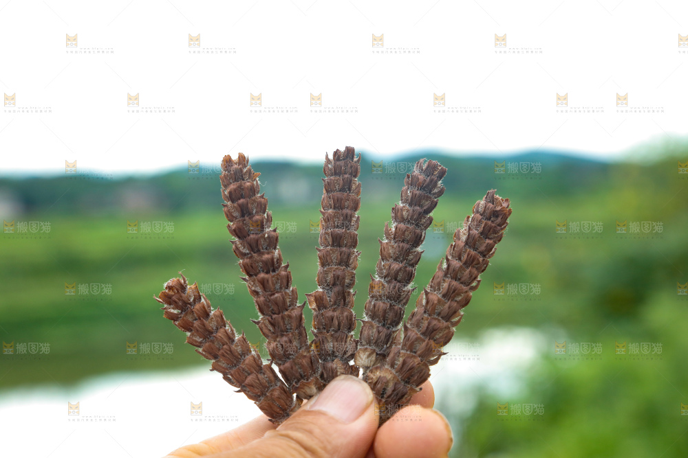 夏枯草
