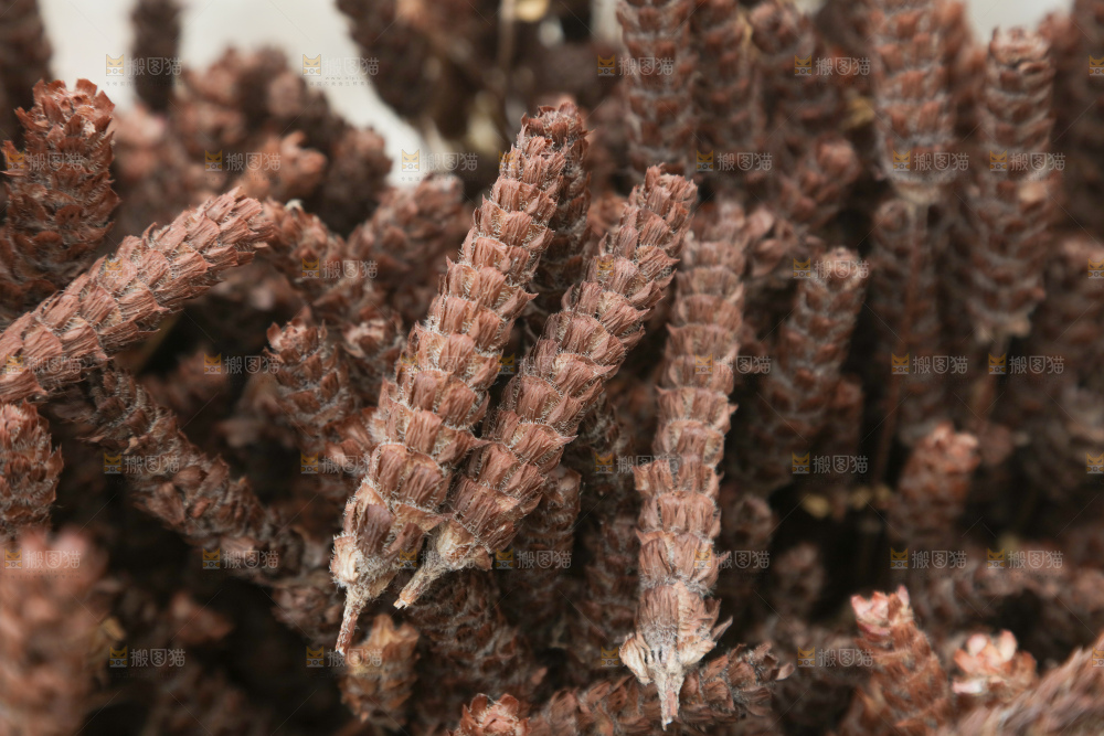 夏枯草