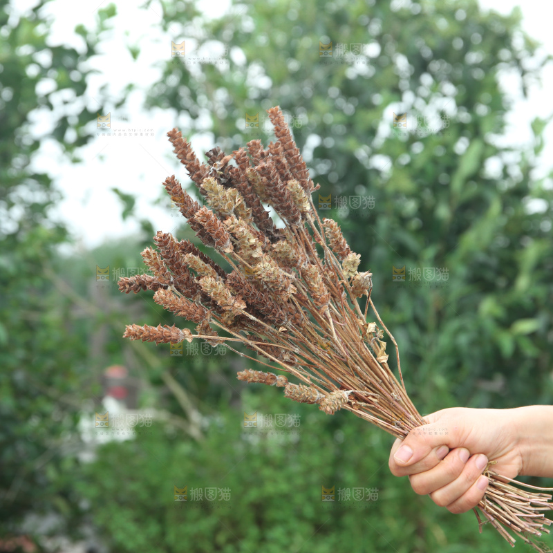 夏枯草