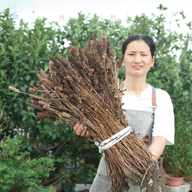 夏枯草