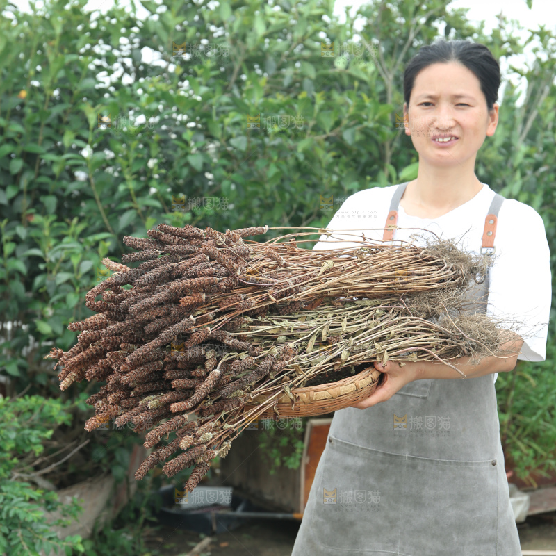 夏枯草