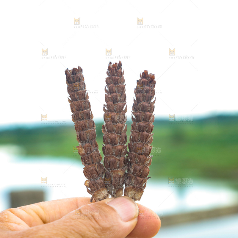 夏枯草