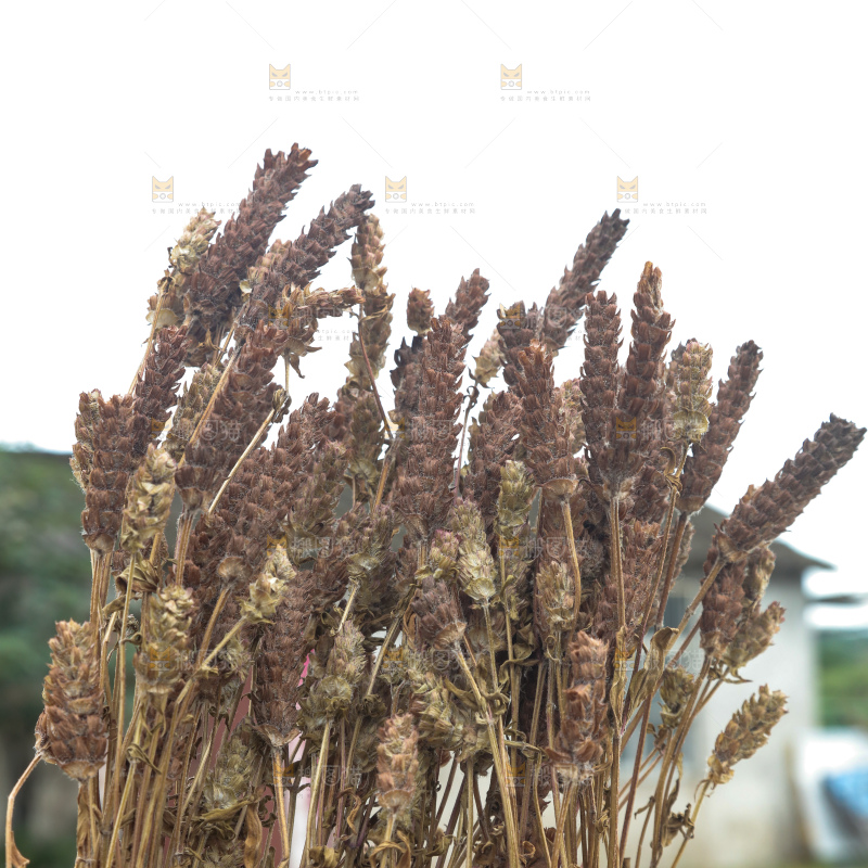 夏枯草