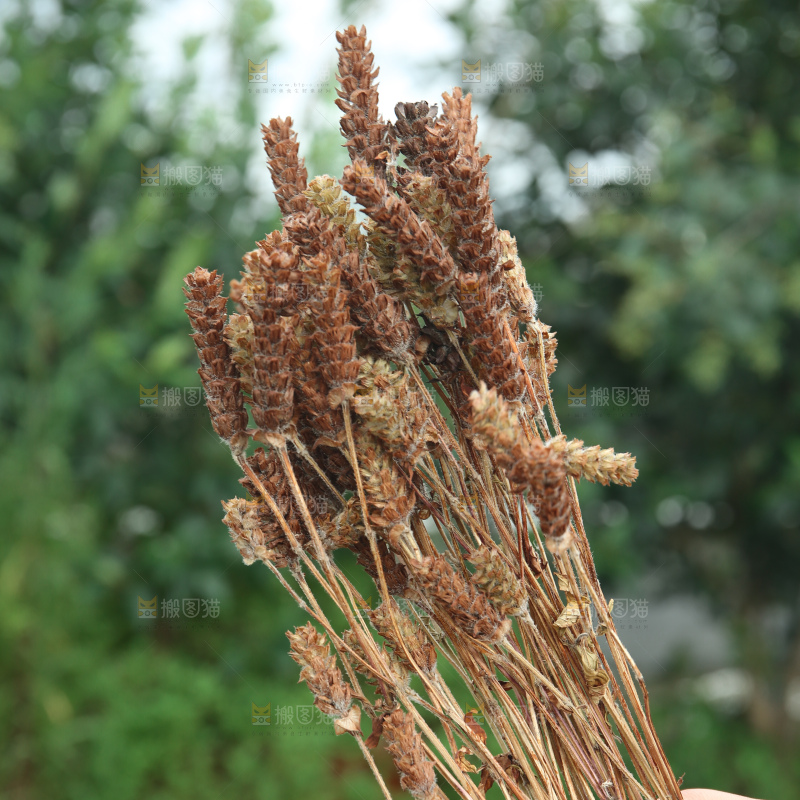 夏枯草