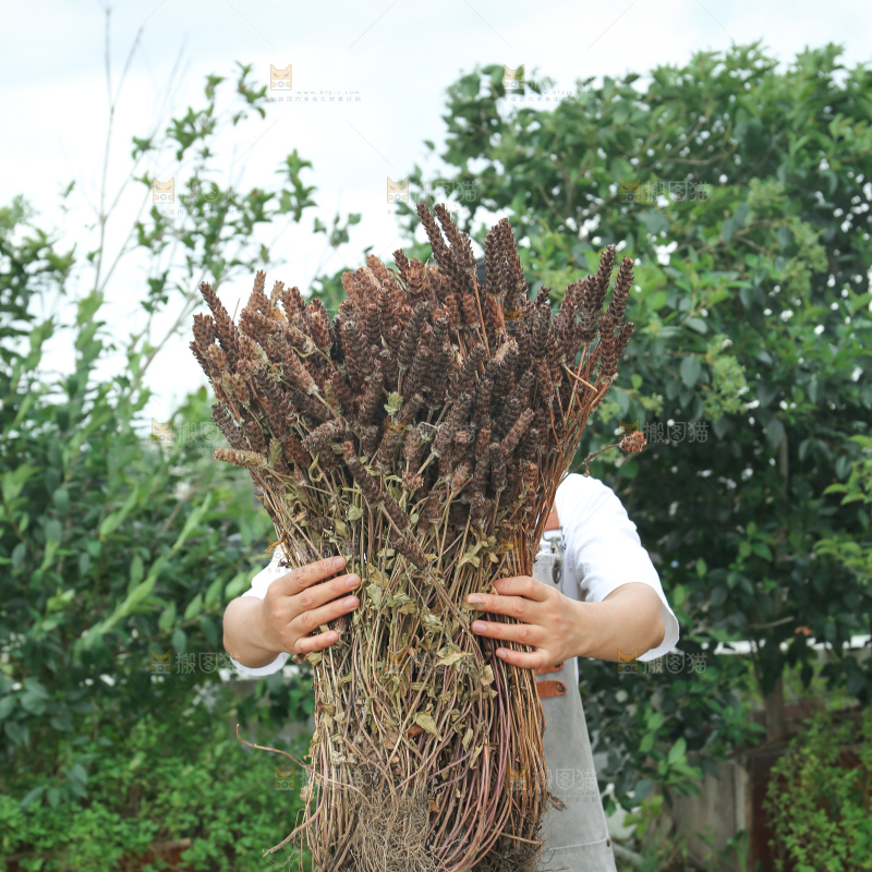 夏枯草