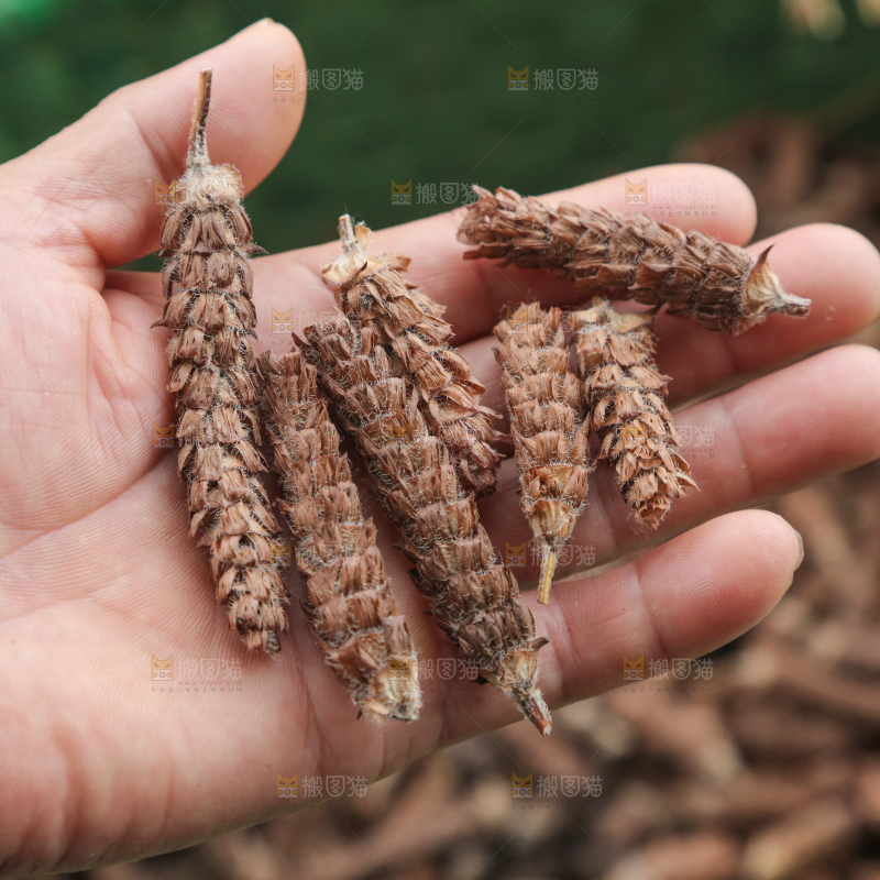 夏枯草