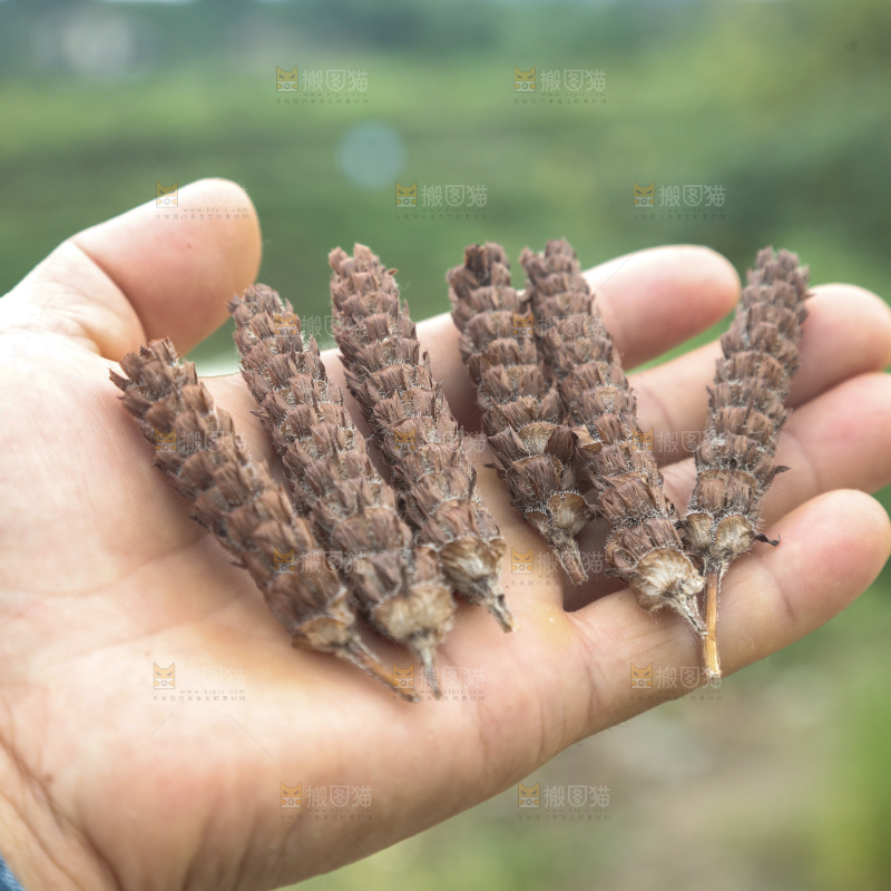 夏枯草