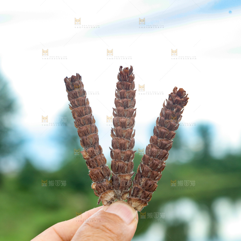 夏枯草