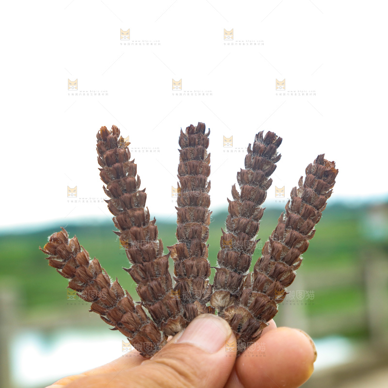 夏枯草