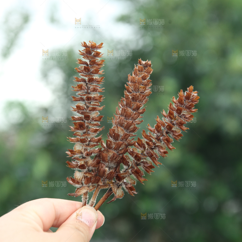 夏枯草