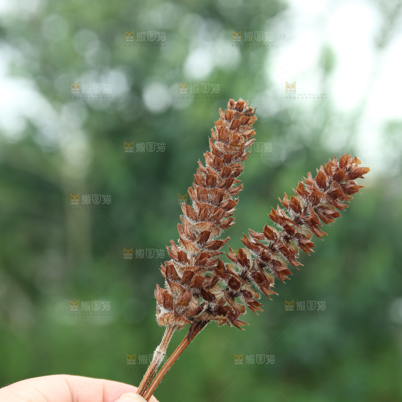 夏枯草