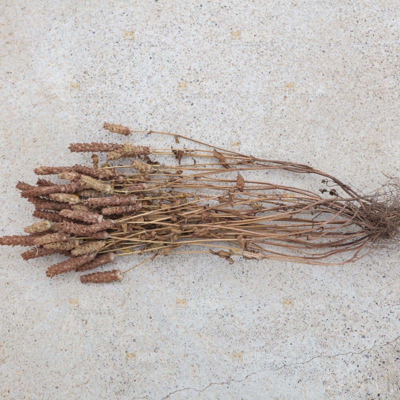 夏枯草