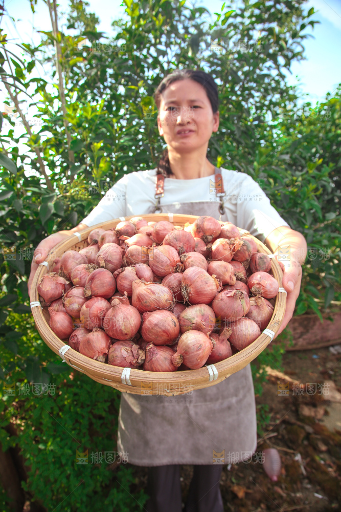 毛葱