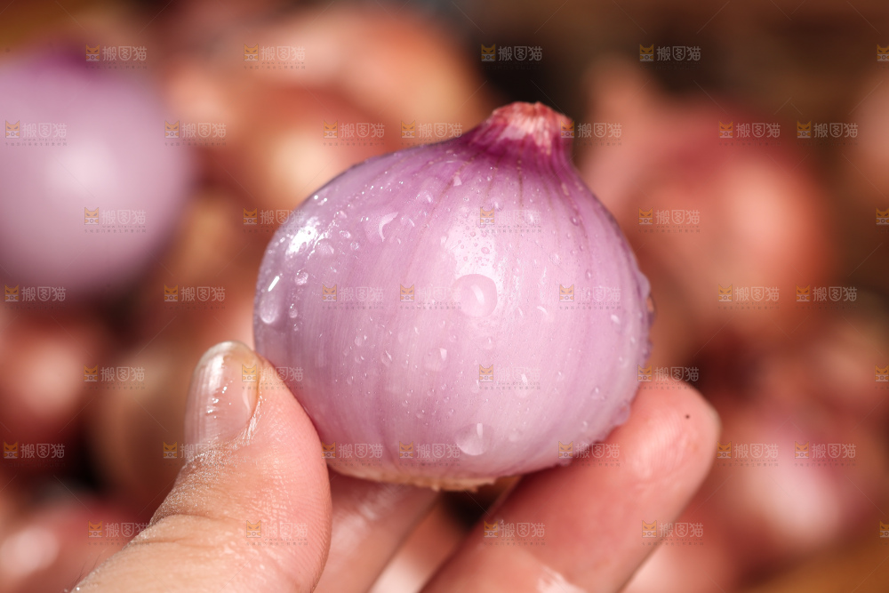 毛葱