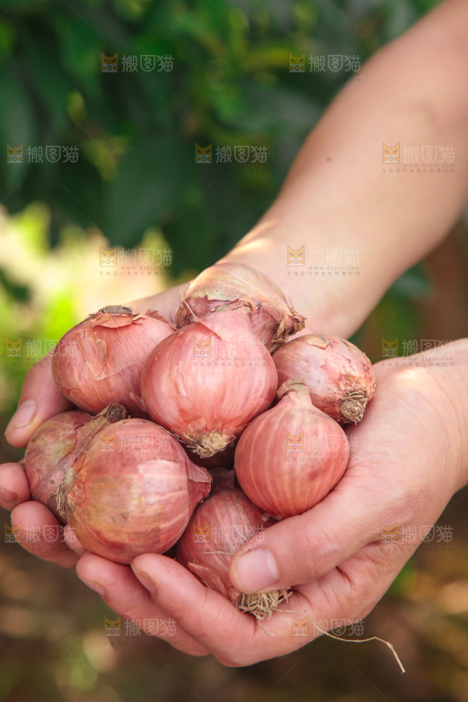 毛葱