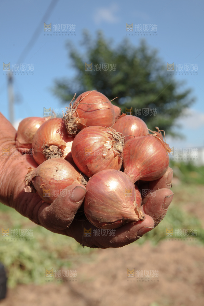 毛葱