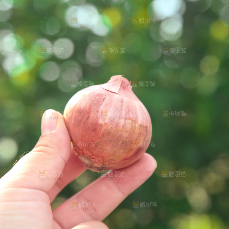毛葱