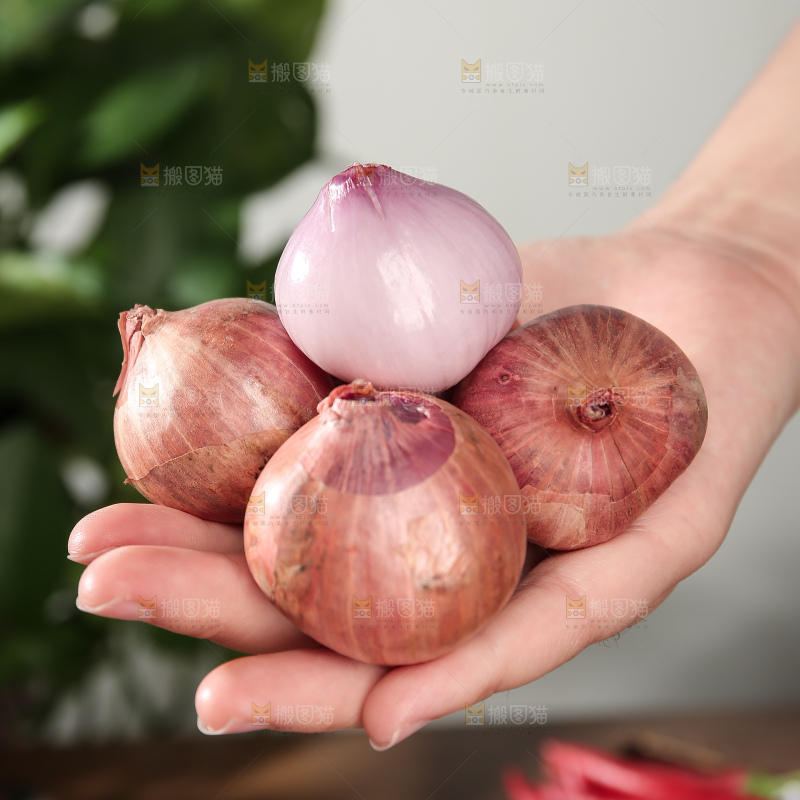 毛葱