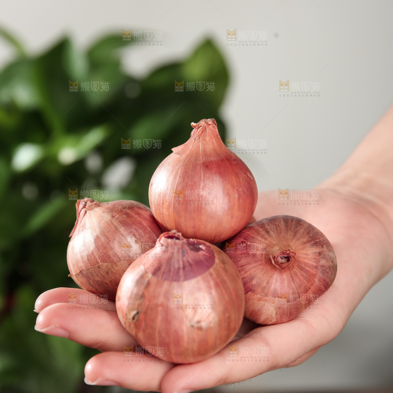 毛葱