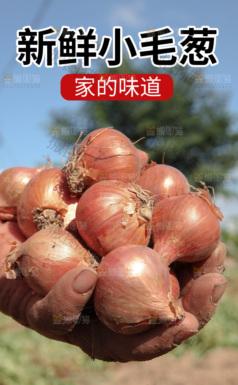 东北毛葱详情页