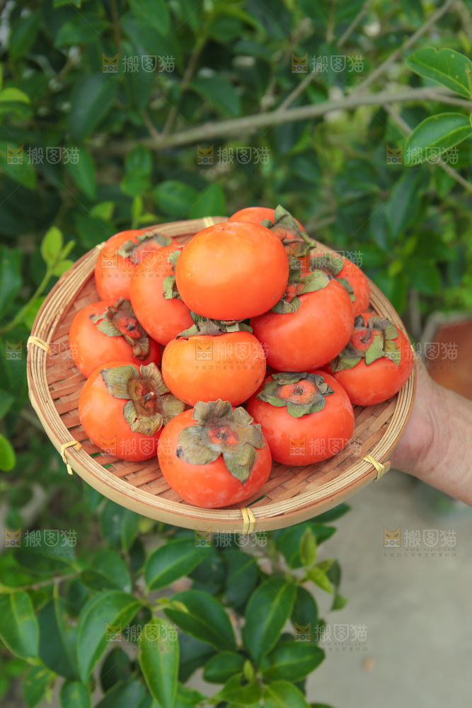 火晶柿子