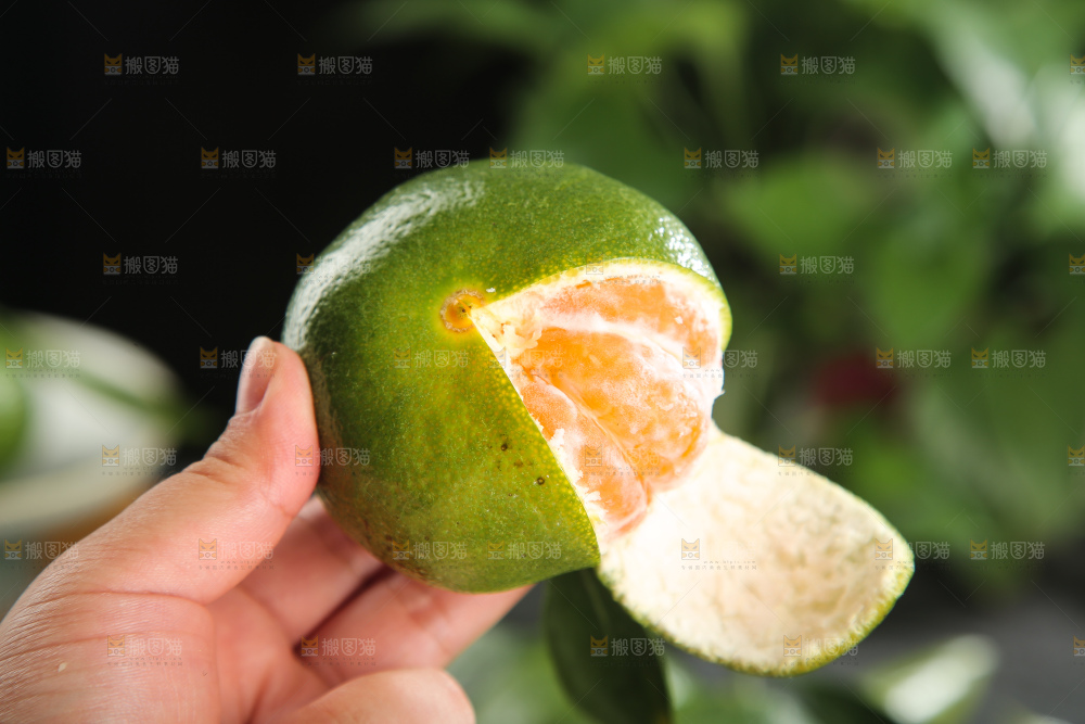 青皮蜜桔