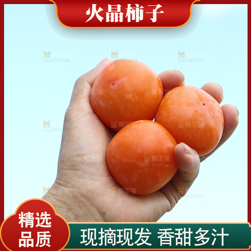 火晶柿子
