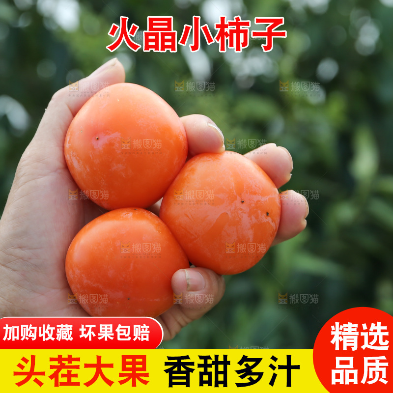 火晶柿子