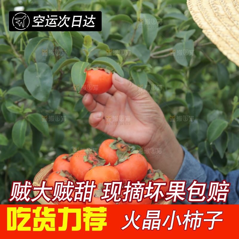 火晶柿子