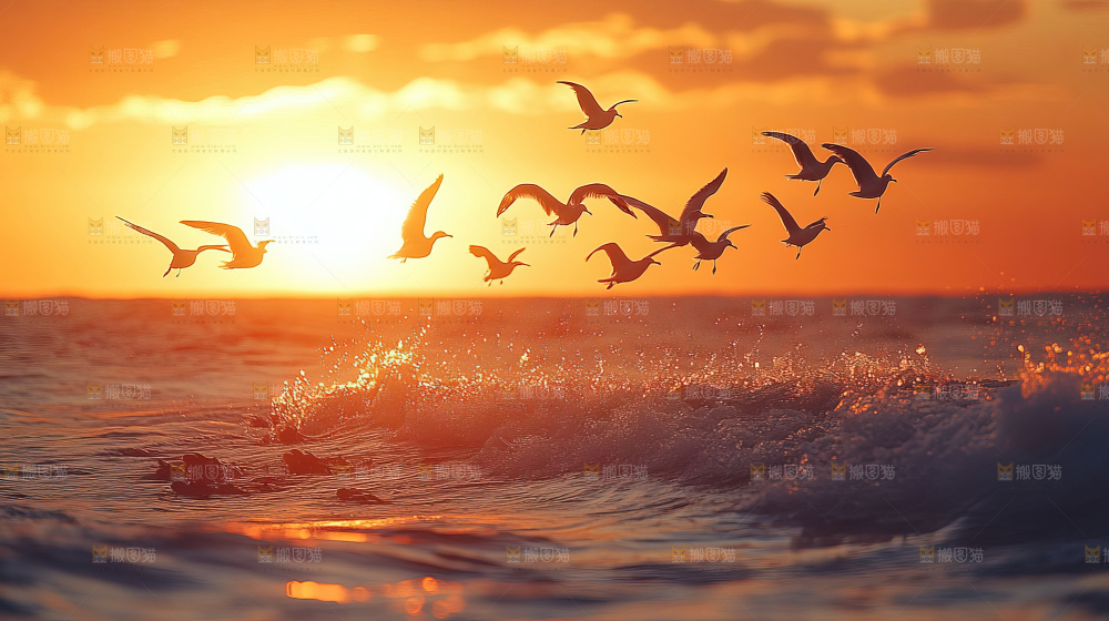 大海 海鸥 纯净 宁静 自然 风景
