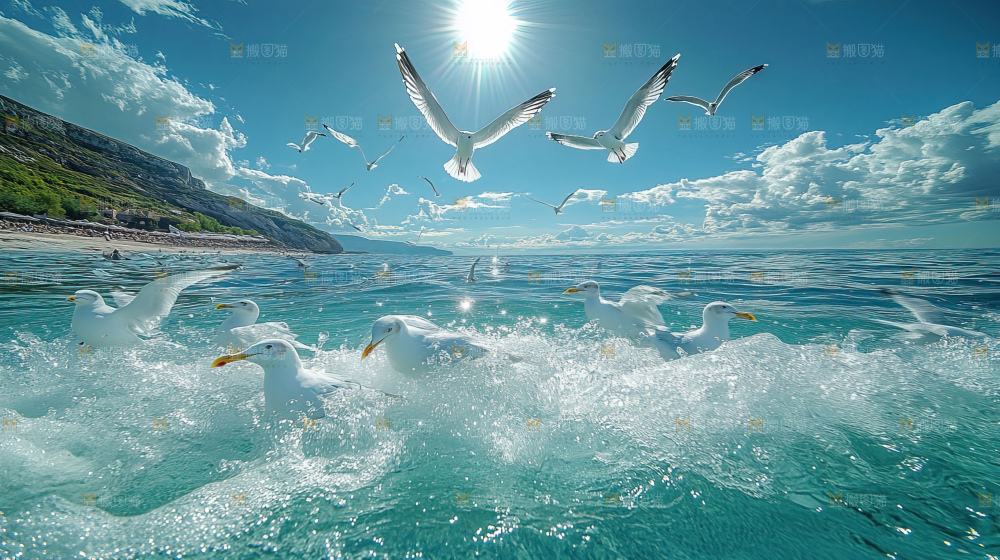 大海 海鸥 纯净 宁静 自然 风景