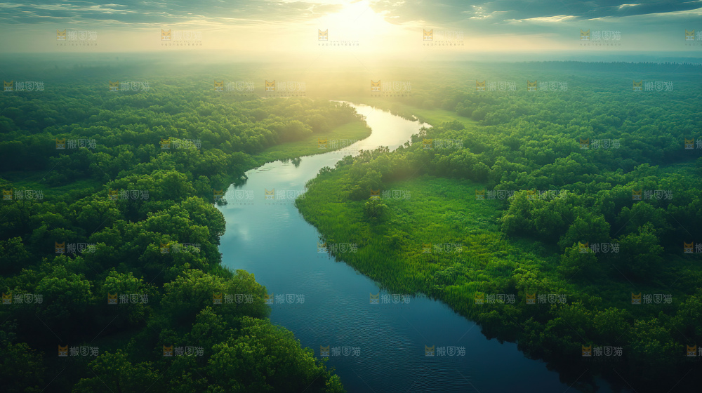 湿地栖息地沼泽自然环境保护区森林绿色