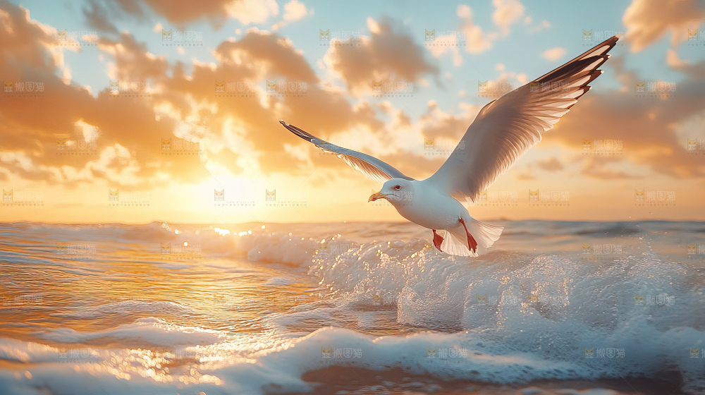 大海 海鸥 纯净 宁静 自然 风景