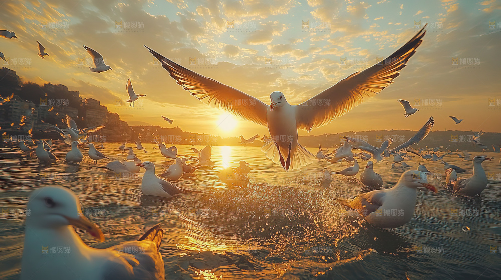 大海 海鸥 纯净 宁静 自然 风景