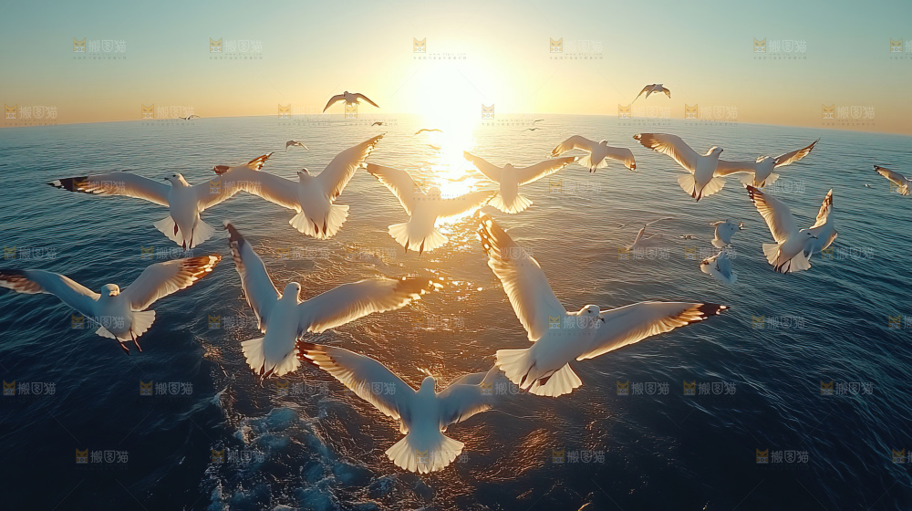 大海 海鸥 纯净 宁静 自然 风景