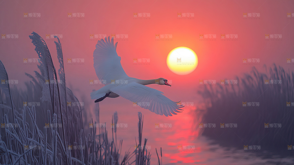 飞鸟湿地栖息鸟类生态水域风景