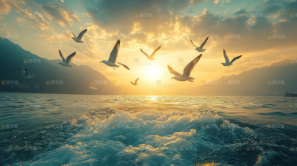 大海 海鸥 纯净 宁静 自然 风景