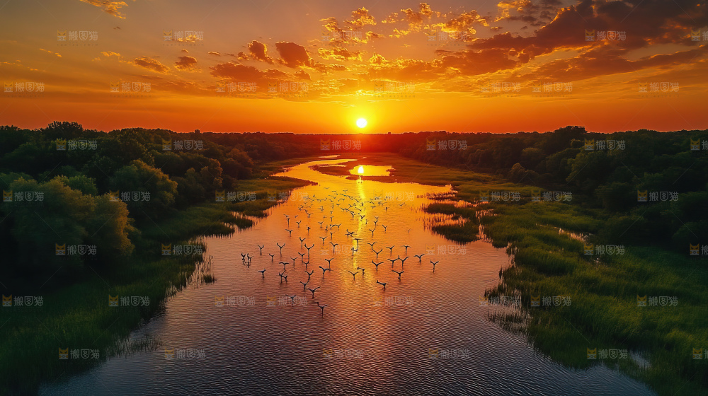 飞鸟湿地栖息鸟类生态水域风景