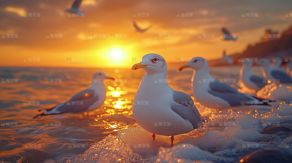 大海 海鸥 纯净 宁静 自然 风景