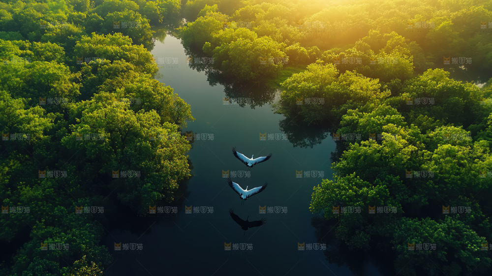 飞鸟湿地栖息鸟类生态水域风景