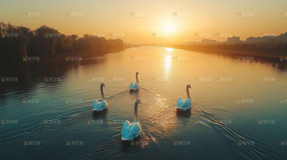 飞鸟湿地栖息鸟类生态水域风景