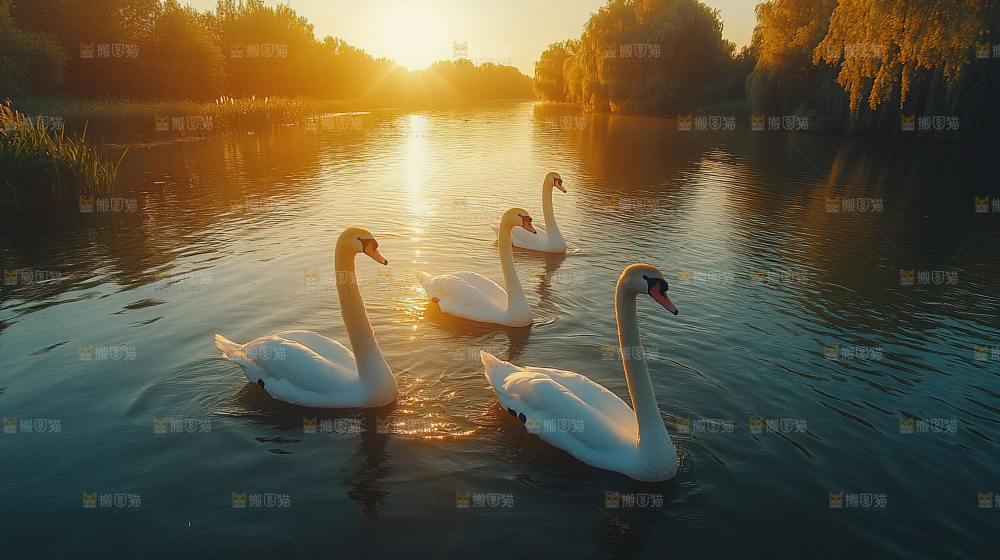 飞鸟湿地栖息鸟类生态水域风景