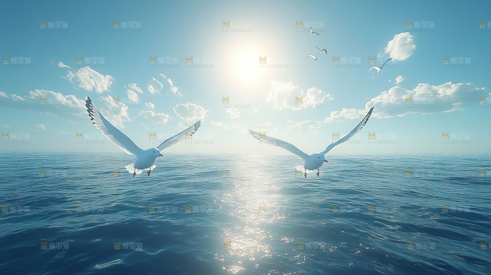 大海 海鸥 纯净 宁静 自然 风景
